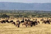 Safari Kenija Kilimandzaro Zanzibar putovanje daleke destinacije egzoticna avantura