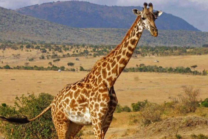 GlobeTracker putovanje safari aranzmani zanzibar